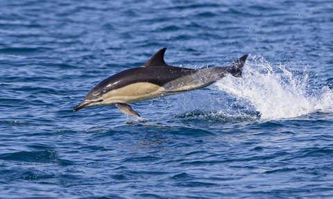 Common Dolphin, Image by Tony Mills (featured in Cornwall Wildlife Trust's 2022 Wild Cornwall Calendar)