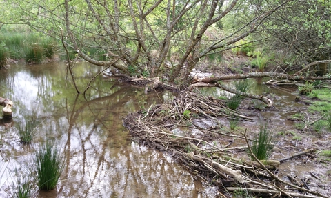 One of the beaver-created dams at Woodland Valley Farm, Image by Cheryl Marriott/Cornwall Wildlife Trust