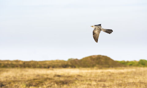 Cuckoo in flight at Cornwall Wildlife Trust's Bartinney nature reserve by Ben Watkins