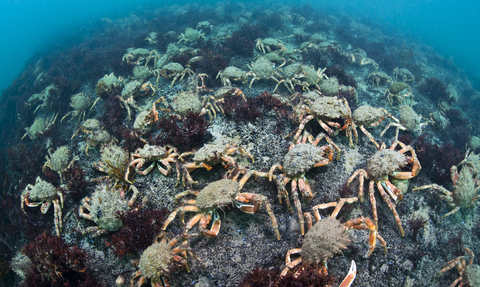 Mass gathering of spider crabs, Image by Alexander Mustard/2020VISION