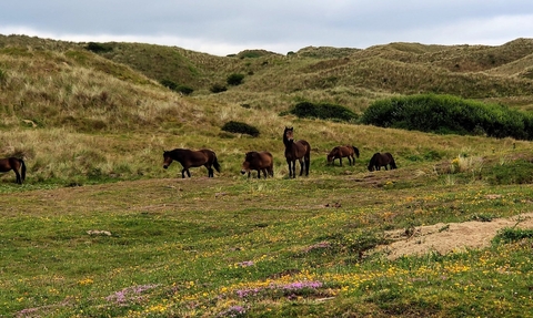 Birds of Prey on the Dunes - Dynamic Dunescapes