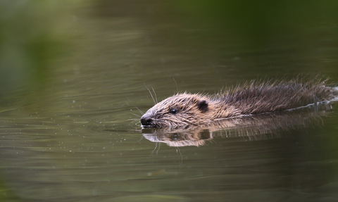 Young Cornish beaver, image by Adrian Langdon