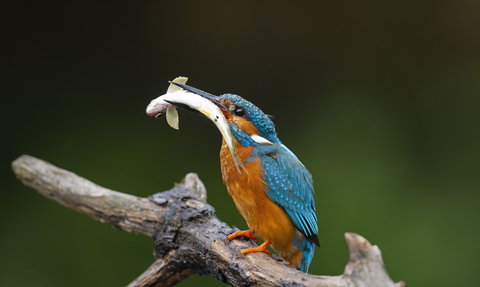 Kingfisher with fish. Image by Adrian Langdon