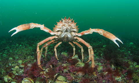 Spider crab on Maerl