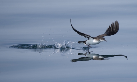 Manx Shearwater in flight