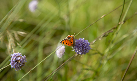 Devil's bit scabious with small copper at Helman Tor.