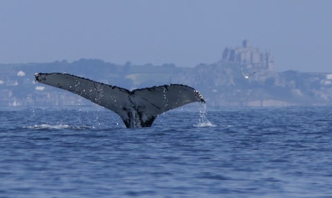 Humpback Whale in Mounts Bay