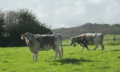 Longhorn cattle arrive at Helman Tor