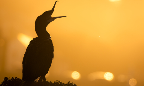 Great cormorant sunset backdrop