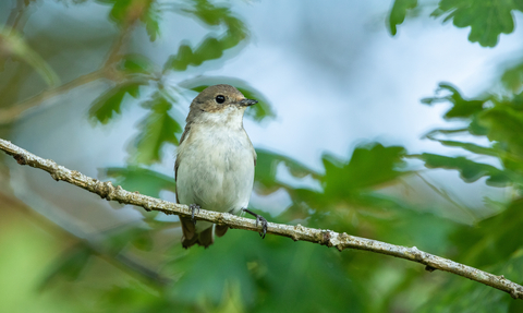 Small bird with white chest and brown head/tail perched on a thin branch