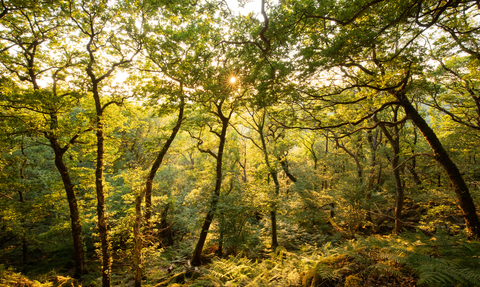 Temperate Rainforest sunset. Image by Ben Porter