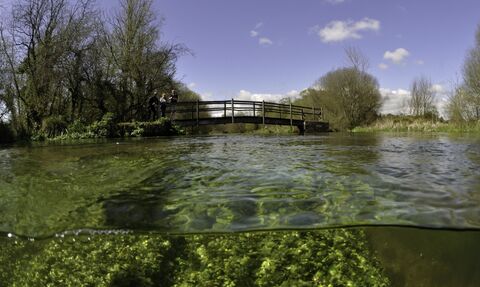Split level view of the River Itchen, with aquatic plants: Blunt-fruited Water-starwort (Callitriche obtusangula) England: Hampshire, Ovington, May - Linda Pitkin/2020VISION