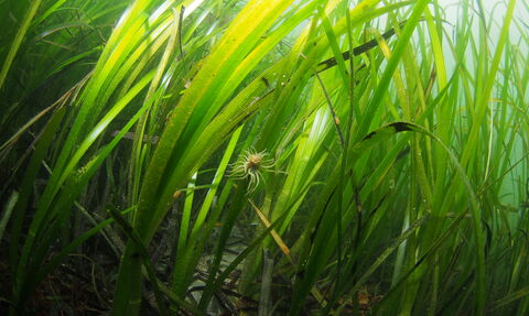 Snakelock anemone in seagrass