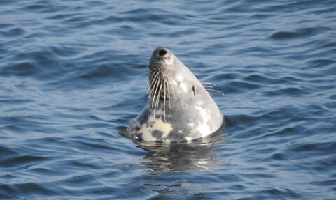 A seal sleeping with its head above the sea water