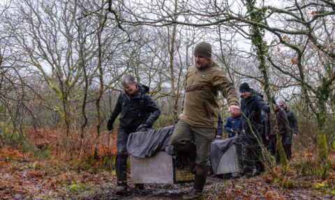 A group of people carry large covered crates through a muddy woodland area, transporting beavers to a release site among bare winter trees