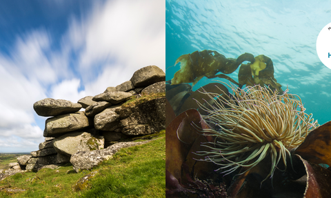 Split image, left: Helman Tor; right: snakelocks anemone underwater