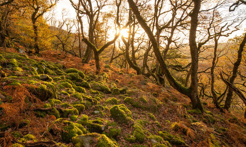 Oak Forest by Ben Porter