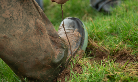 a muddy boot is shown stomping a tree sapling into the ground as part of tree planting