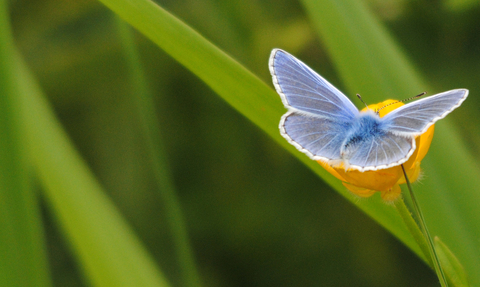 Common blue butterfly