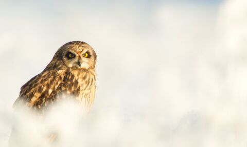 Short Eared Owl