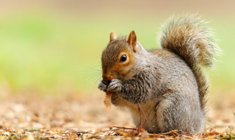 Grey squirrel