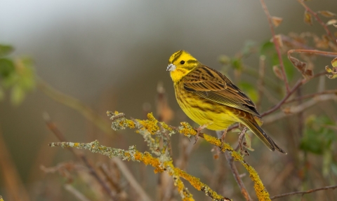 Yellowhammer