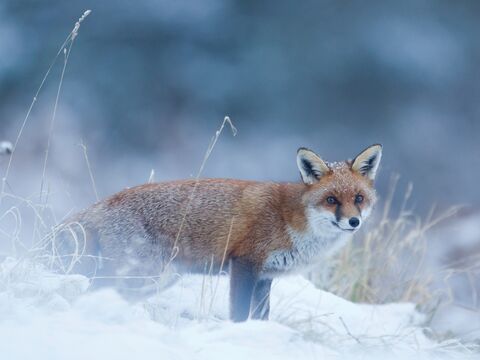 Wildlife in Cornwall | Cornwall Wildlife Trust