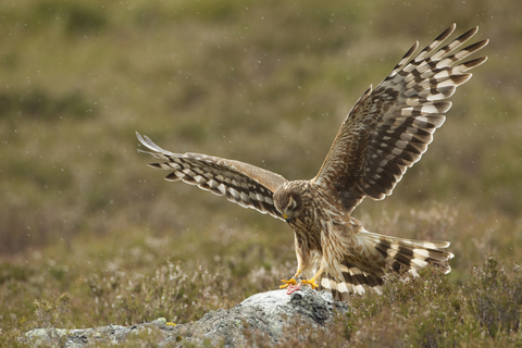 Birds of Prey on the Dunes - Dynamic Dunescapes
