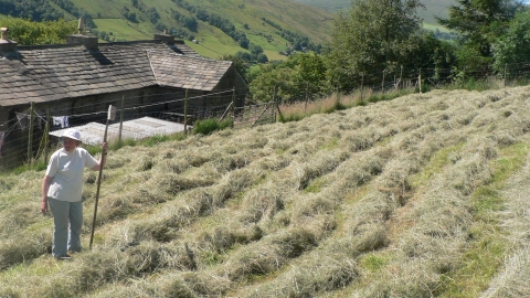 Northern hay meadow