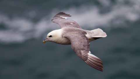 Fulmar