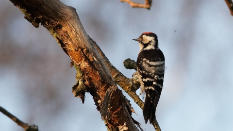 Lesser spotted woodpecker