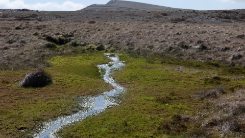 Upland spring, flush and fen