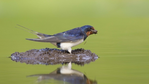 Barn swallow