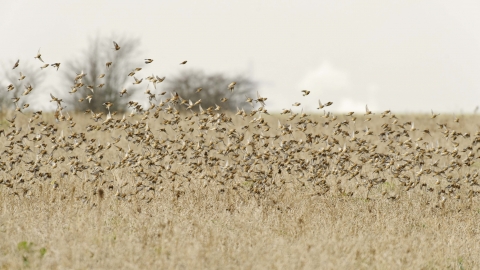 Linnet flock