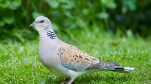 turtle dove doves huston gary wildlife