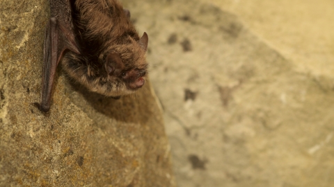 Whiskered bat