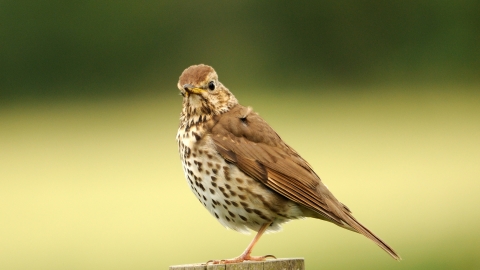 Song thrush