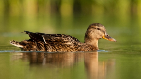 Mallard