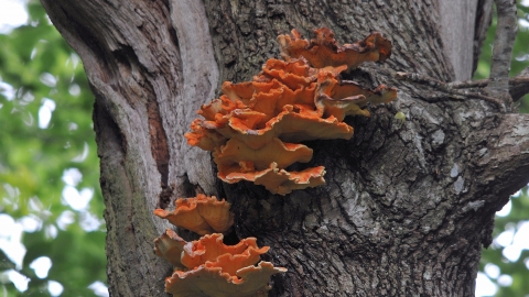 Chicken of the Woods