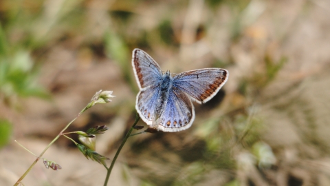 Common Blue butterfly female