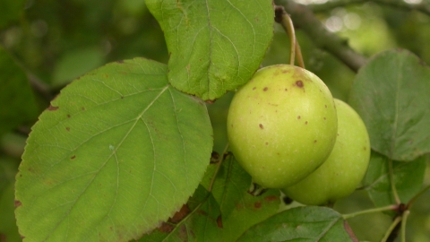 Crab apple | Cornwall Wildlife Trust