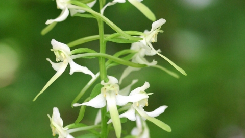 Greater Butterfly-orchid