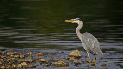 Grey Heron