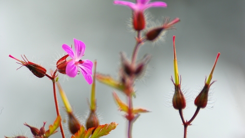 Herb-Robert