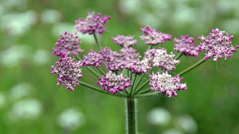 Hogweed