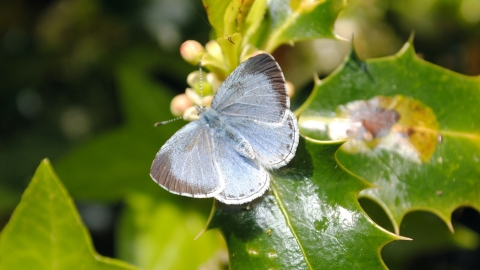 Holly Blue butterfly