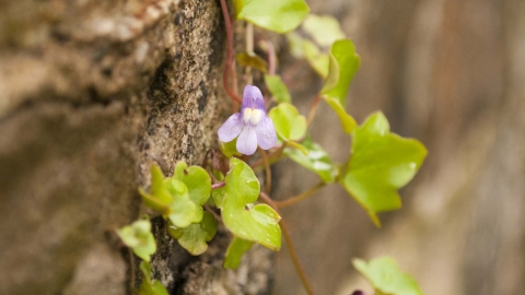 Ivy-leaved Toadflax