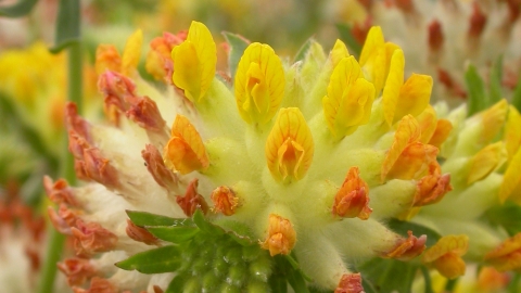 Kidney Vetch