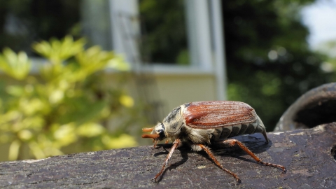 Common Cockchafer