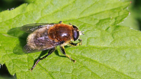 Narcissus Bulb Fly Cornwall Wildlife Trust